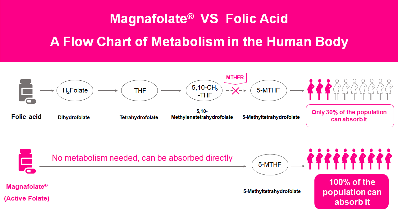 Diagram poteka metabolizma v človeškem telesu, aktivni folat VS folna kislina
