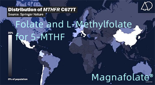Folat in L-metilfolat za 5-MTHF