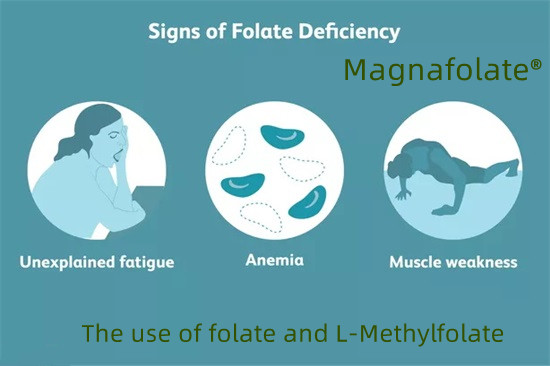 Uporaba folata in L-metilfolata