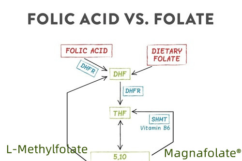 Povzetek folata in L-metilfolata