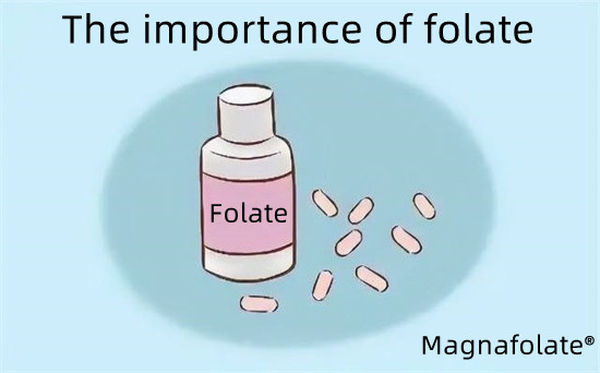 Pomen folata-magnafolata
