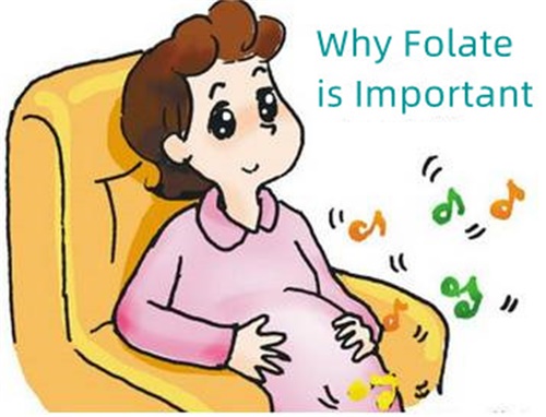Zakaj je folat pomemben?