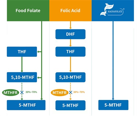 Kaj je 5-metiltetrahidrofolat?