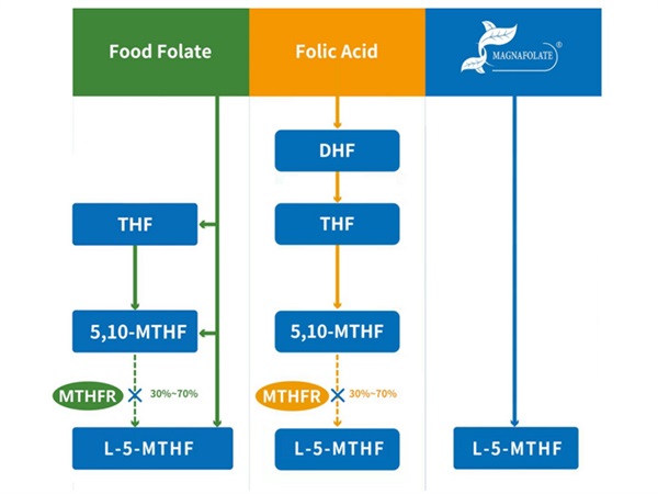 L-5-Methyltetrahydrofolate Calcium Concept in L-5-Methyltetrahydrofolate Calcium Manufacturing dobavitelj
